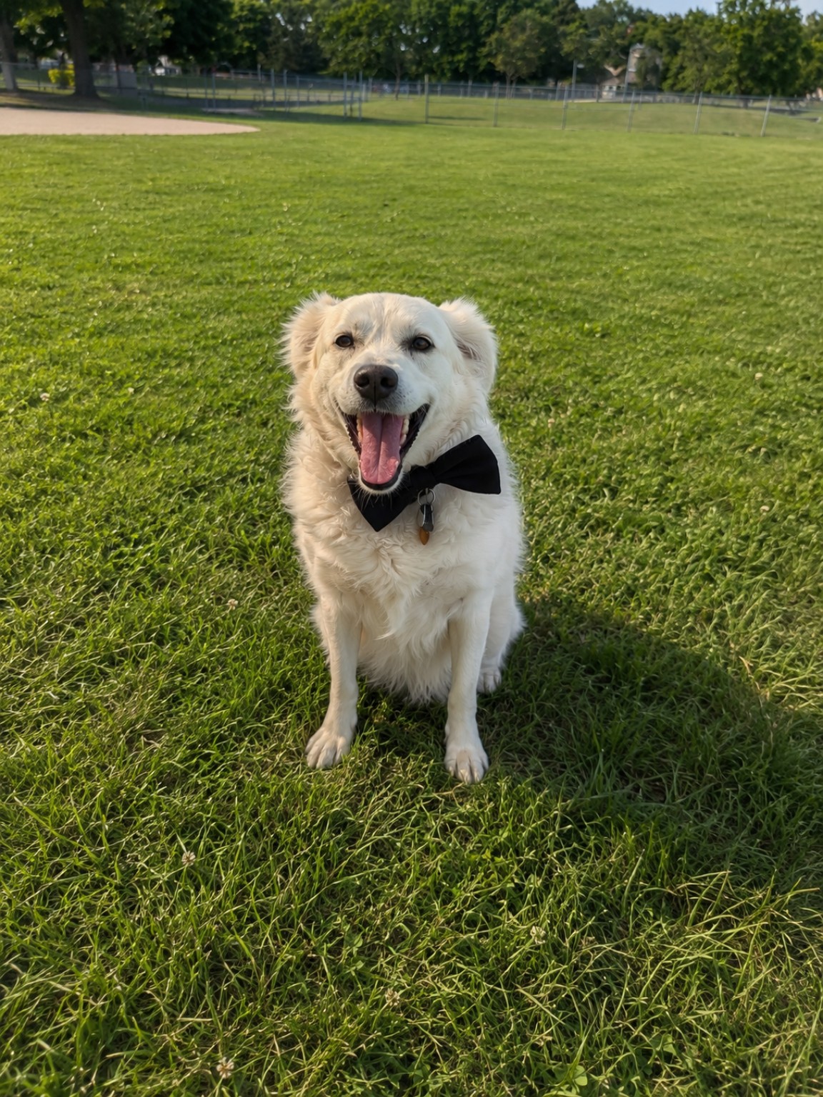 Barfi wearing a black bow tie in a grassy park