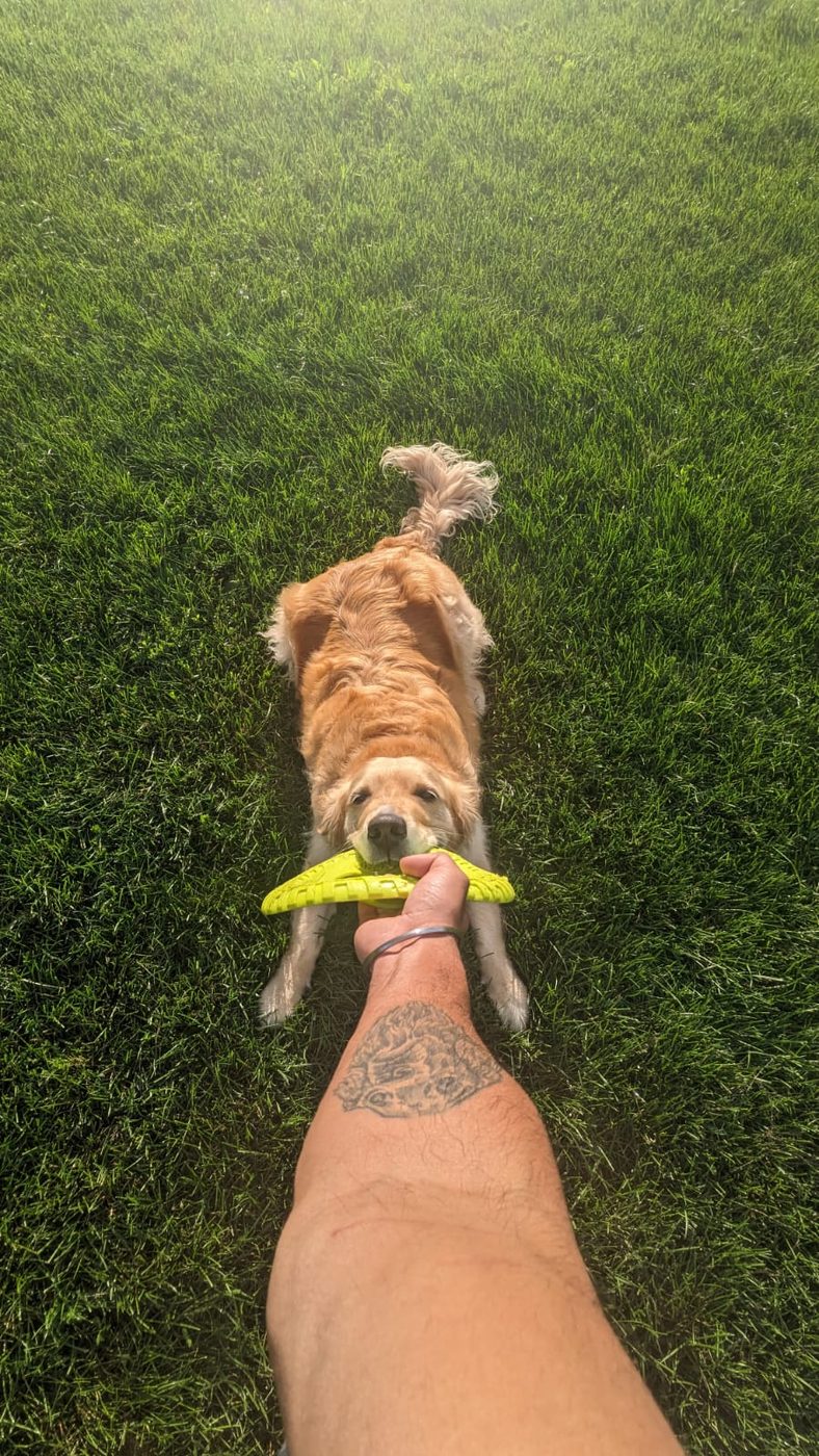 Scooby playing with a green flying disc on the grass